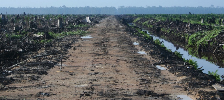 Photo Credits: "Riau palm oil 2007" by Hayden - Oil Palm Concession. Licensed under CC BY 2.0 via Wikimedia Commons