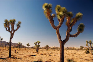 Joshua Tree National Park