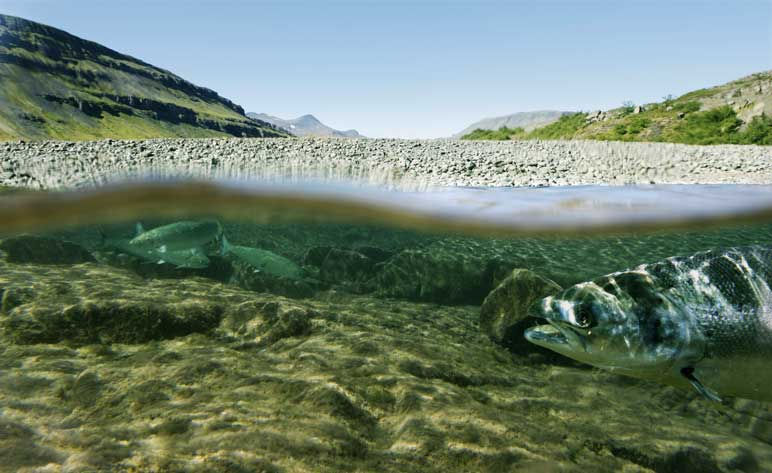 Underwater-view-of-Salmon-River-in-Idaho