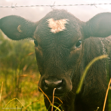 "Ag-Gag Laws" and the Fight to Save the First Amendment with Matthew Liebman