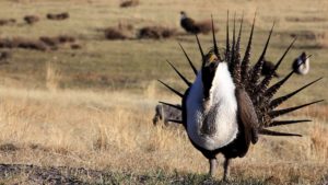 ELC Works to Get Federal Protection for the Bi-State Sage-Grouse 1