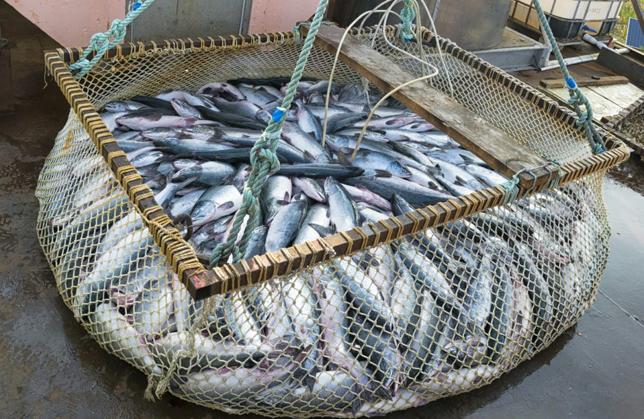 salmon in a fishing net