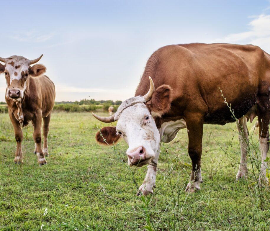 Reducing Methane Emissions Herd of cows at summer green field.