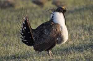 ELC Win Compels Federal Government to Reconsider Endangered Species Act Protections for the Bi-State Sage Grouse