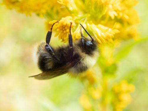 Bumble Bees May Be Eligible for Listing under California ESA