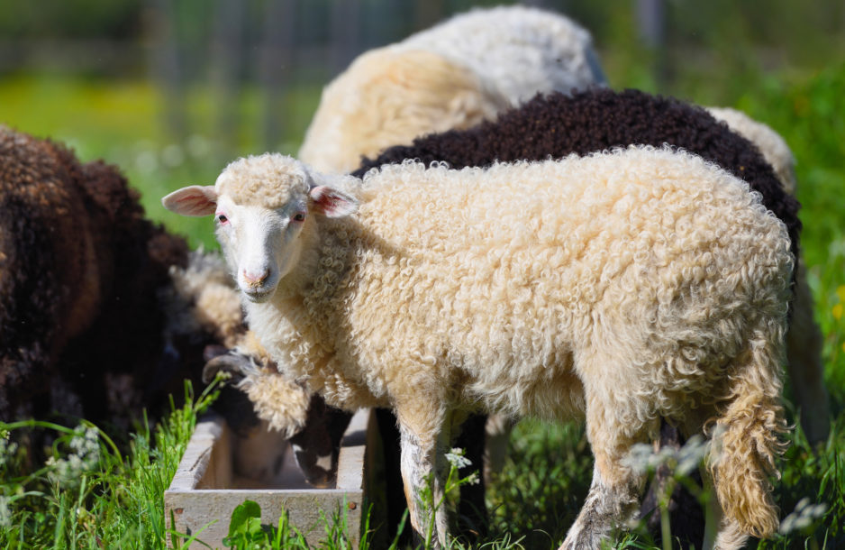 Sheep at trough