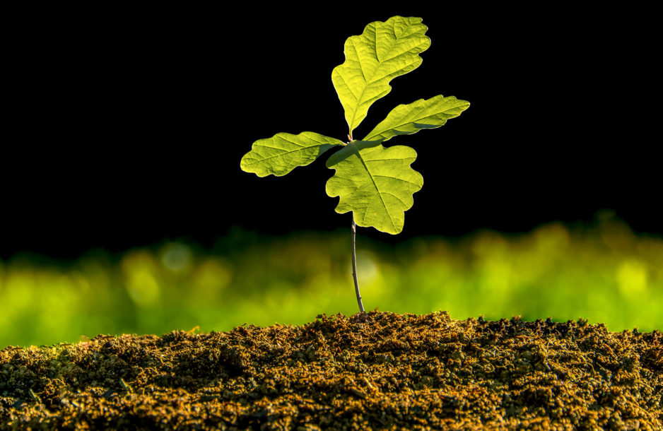Oak sapling