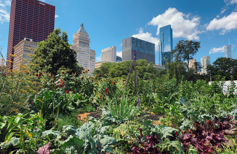 Urban gardens in Chicago.