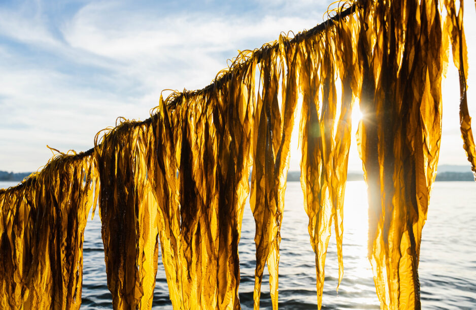 Seaweed Farming