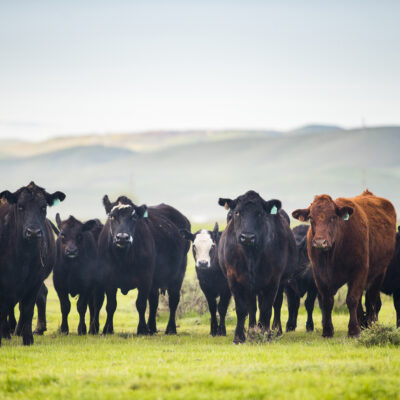 Cattle roaming on a large ranch in the Central Valley, California.