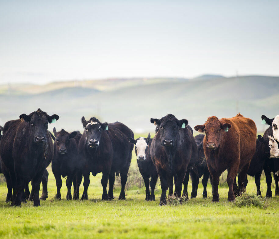 Cattle roaming on a large ranch in the Central Valley, California.
