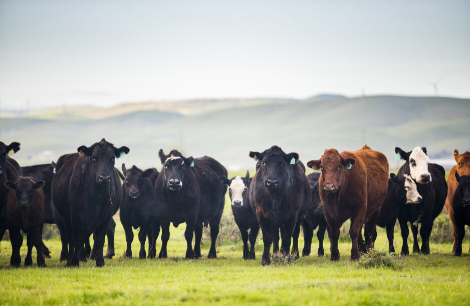 Cattle roaming on a large ranch in the Central Valley, California.
