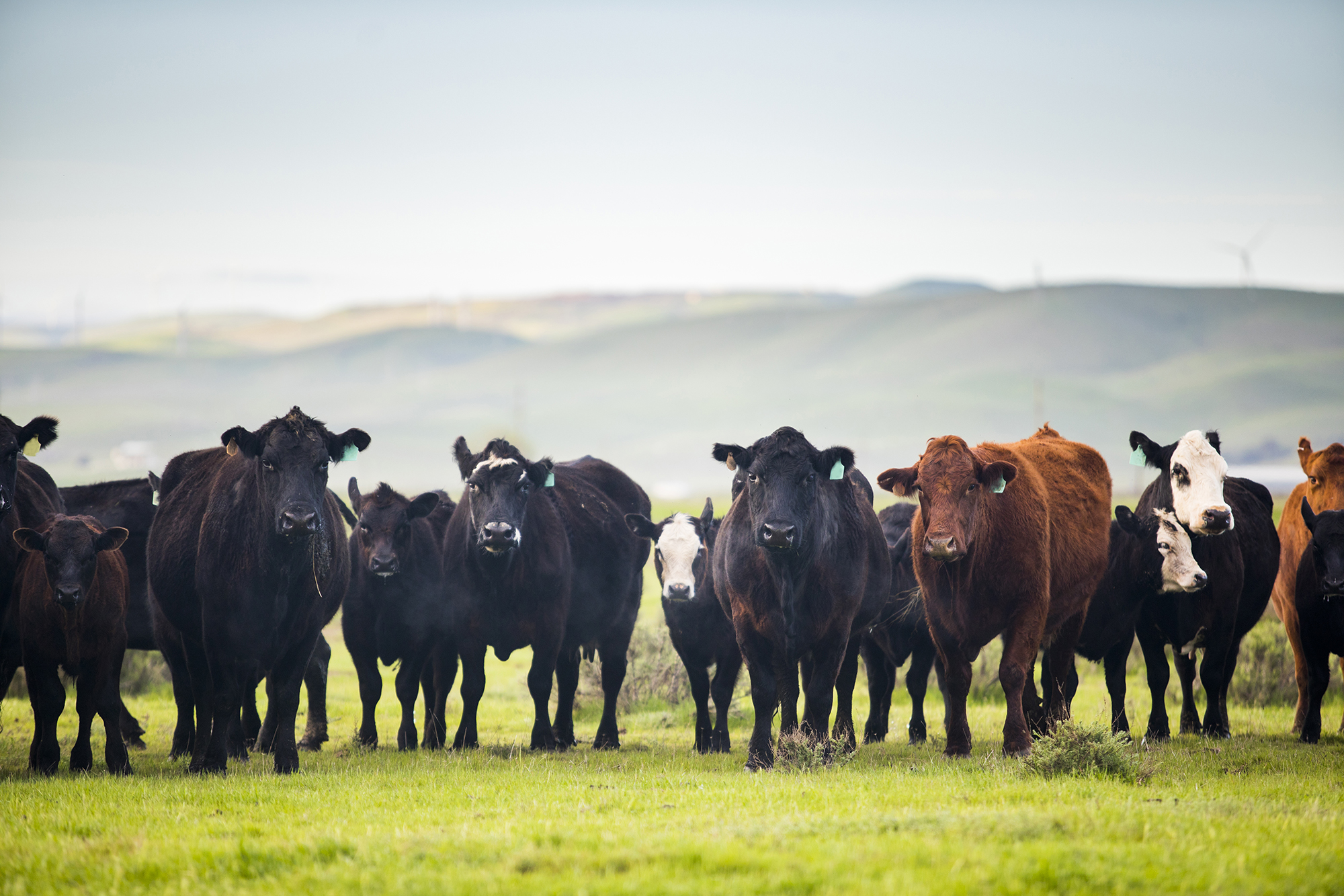 Cattle roaming on a large ranch in the Central Valley, California.