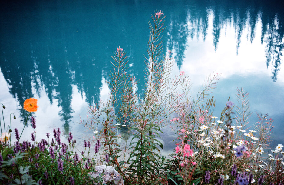 Wildflowers on a riverbank with reflection of forest.