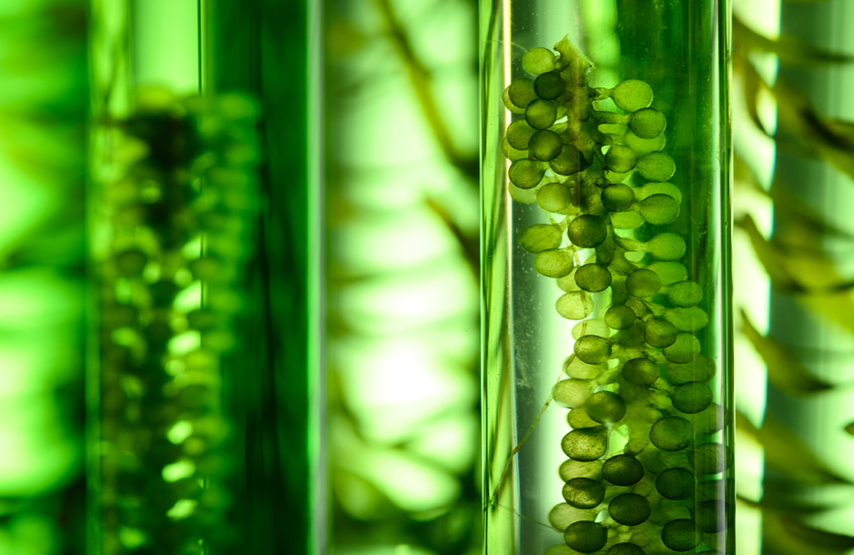 Close up of micro algae in a lab.