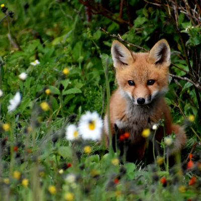 A young fox in spring.