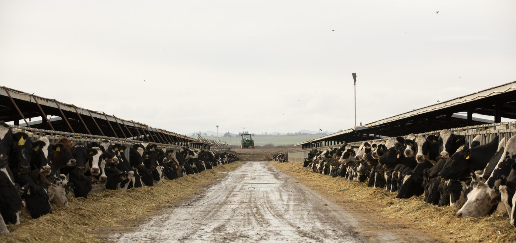 Cloudy winter sun shines on a cow livestock farm in the central valley. Los Banos, California.