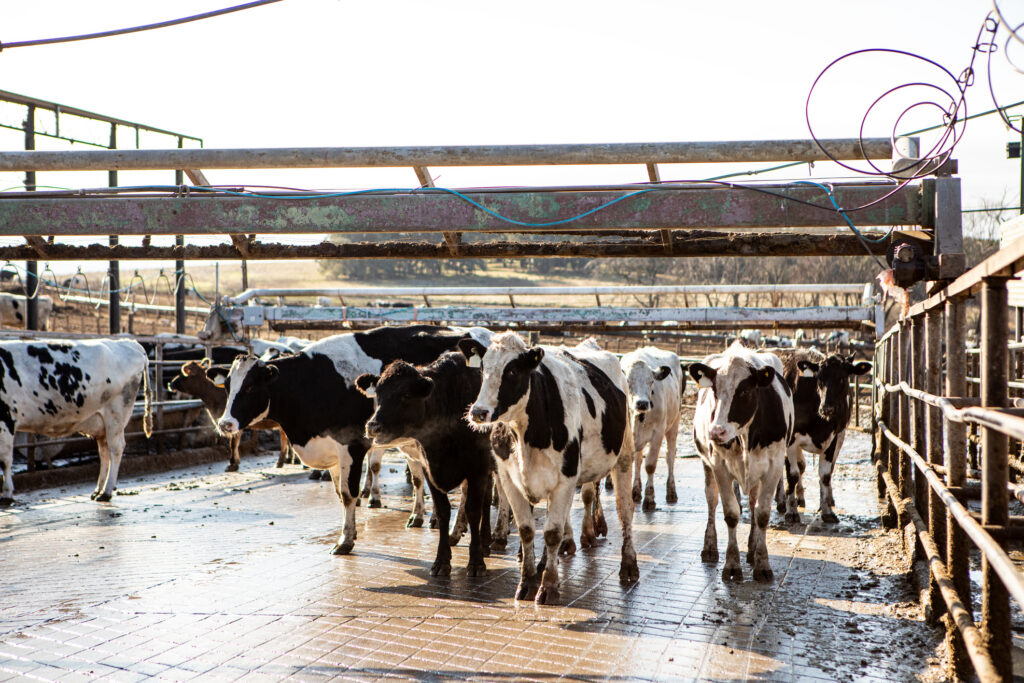 ENRLP Releases Paper Analyzing Water Permitting for Confined Animal Facilities in California