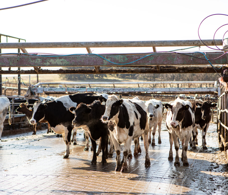 ENRLP Releases Paper Analyzing Water Permitting for Confined Animal Facilities in California (livestock cattle)