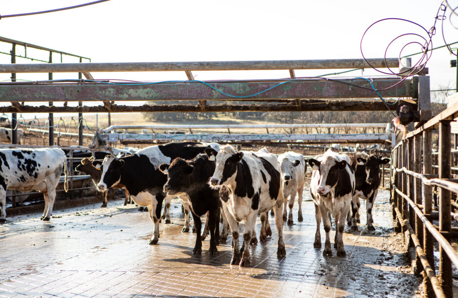 ENRLP Releases Paper Analyzing Water Permitting for Confined Animal Facilities in California