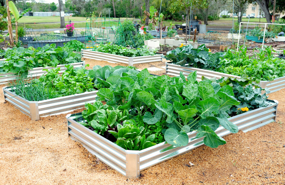 Revitalizing Brownfields: A vegetable garden filled with produce featuring galvanized metal raised garden beds and wood shaving for mulch, a low maintenance ground cover.