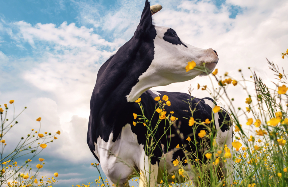 Closeup of a cow in a pasture with yellow flowers.