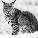 Endangered Species Act's "harm" rule, explained: What the change means for wildlife