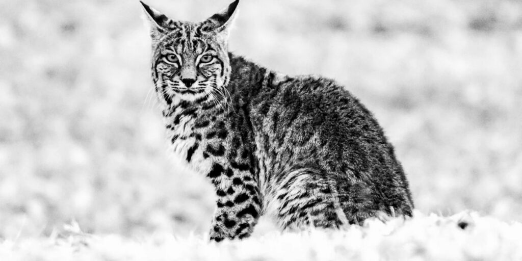 Endangered Species Act's "harm" rule, explained: What the change means for wildlife 2