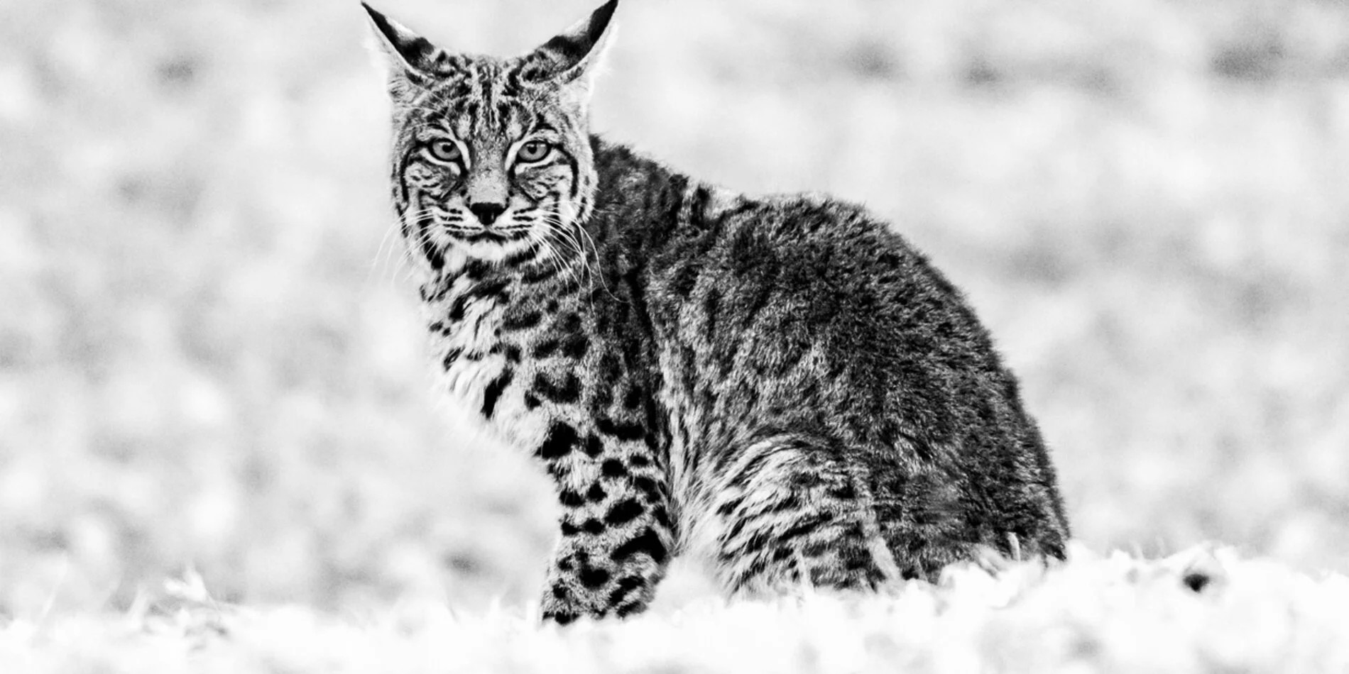 Endangered Species Act's "harm" rule, explained: What the change means ...