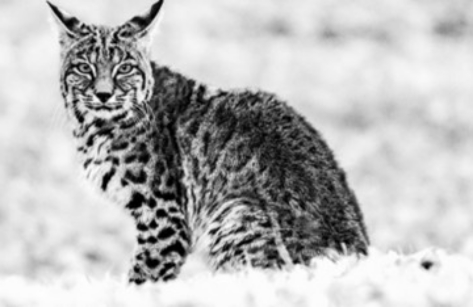 Endangered Species Act's "harm" rule, explained: What the change means for wildlife