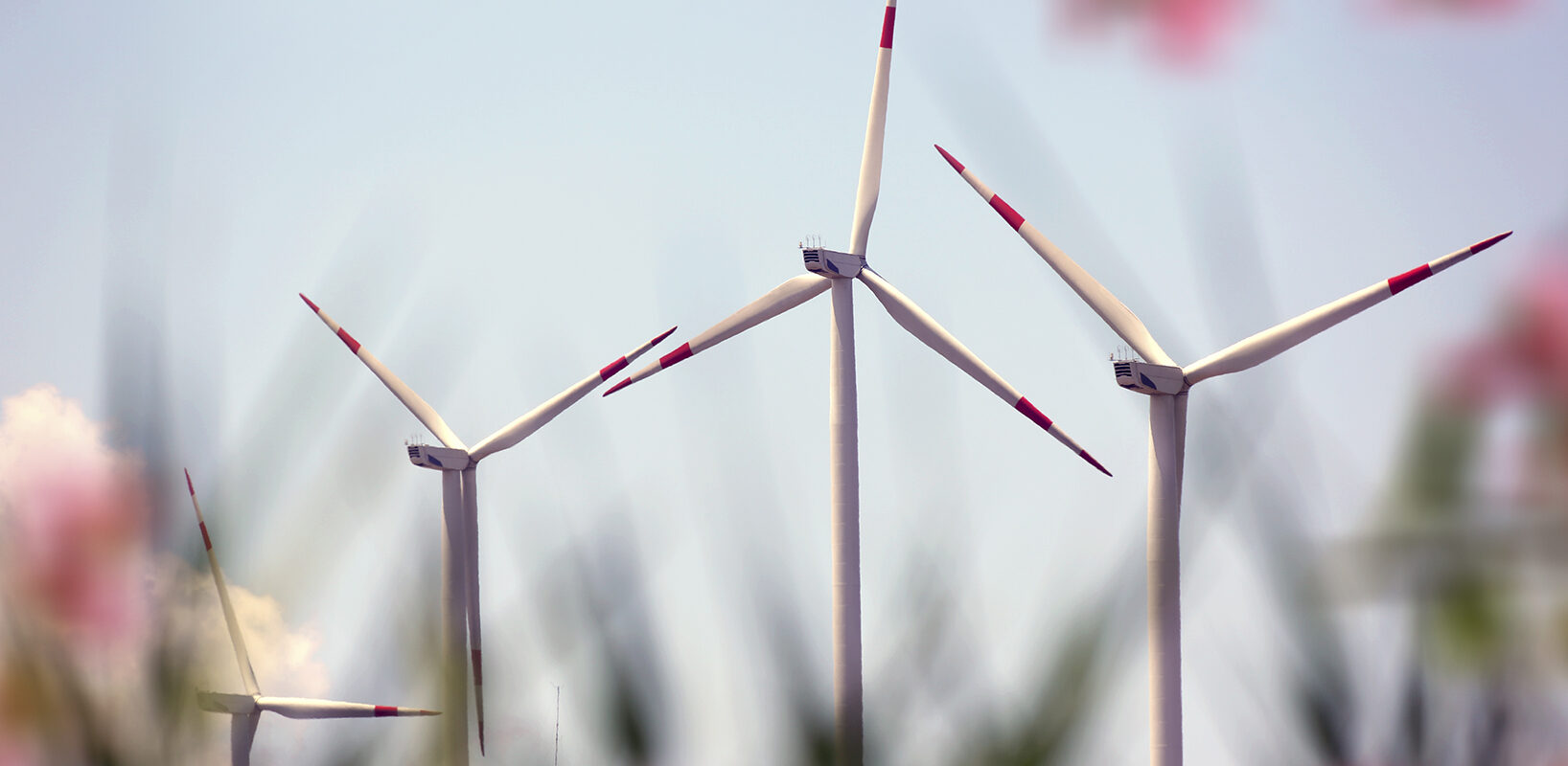 Photograph of wind turbines with blurred flowers in the foreground.