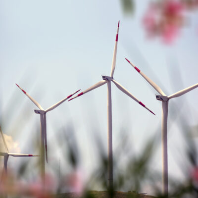 Photograph of wind turbines with blurred flowers in the foreground.